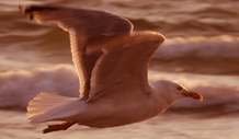 Чайка